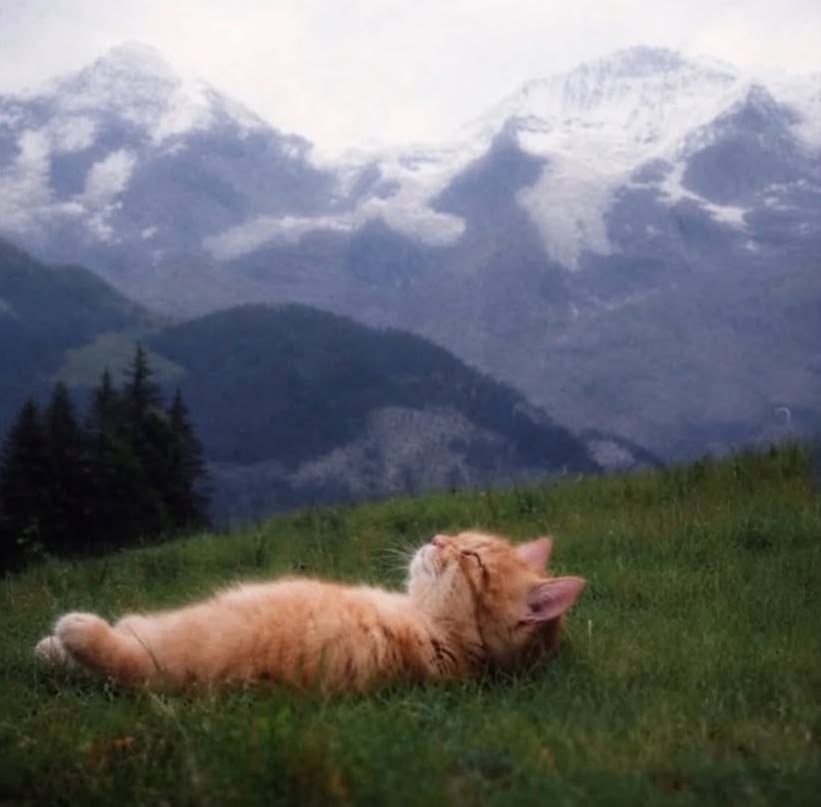 cute cat named WORLD DESTROYER